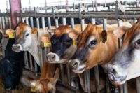 Promasidor Boosts Nigeria’s Diary Program: Local Milk Output and Economy Surge